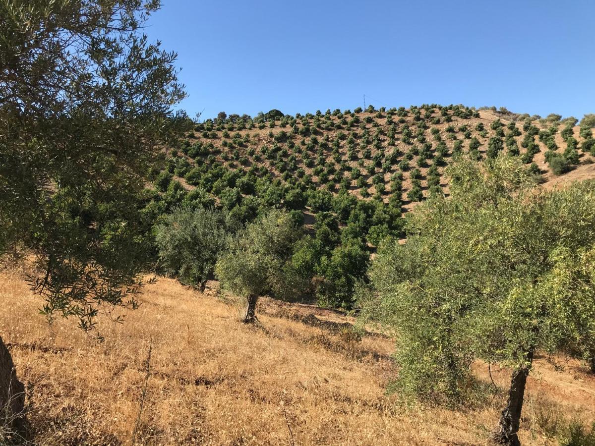 Studio Views Apartment, Cortijo Fruitful Hills Малага Екстериор снимка